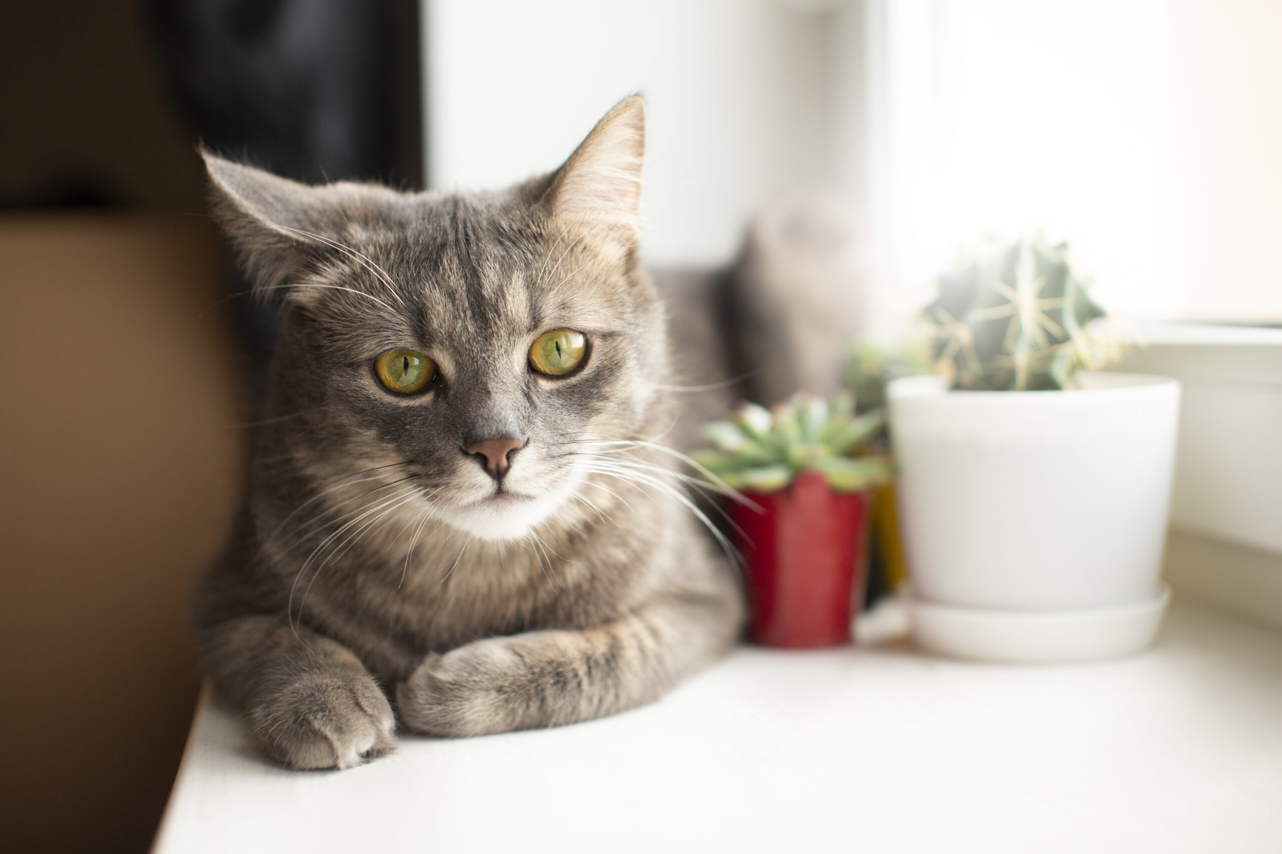 Gato indoor observando plantas em vasos na janela do apartamento